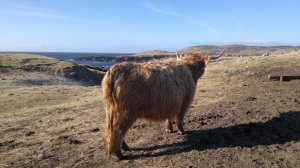 Highland Cow at Clachtoll, Sutherland